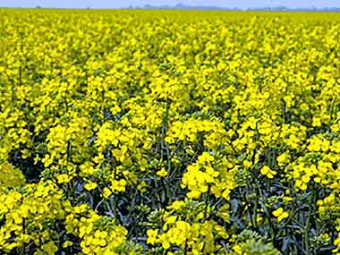 Centre receives proposal for hybrid variety of mustard Centre receives proposal for hybrid variety of mustard