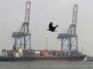 A crow flies past a container ship docked at a port in Vallarpadam in Kochi A crow flies past a container ship docked at a port in Vallarpadam in Kochi