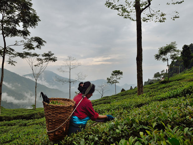 India-China-to-jointly-promote-tea-production-consumption India-China-to-jointly-promote-tea-production-consumption