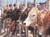 In a first, Haryana to open hostels for cows, buffaloes and other animals |  Business Standard News