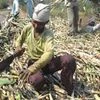 Cane crushing begins but Uttarakhand yet to set SAP