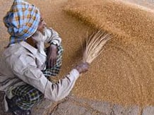 Centre expects record wheat output this year | Economy & Policy News ...