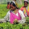 Bengal govt auctions tea gardens under West Bengal Tea Development Coporation