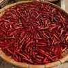 Red chilli pepper prices surge on crop damage in top exporter India