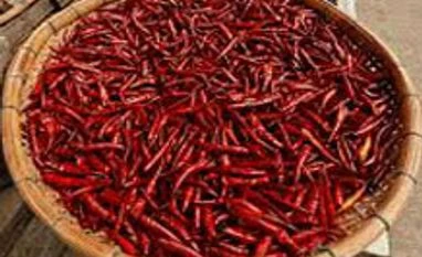 Chilli remains weak on subdued demand