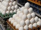 Egg prices jump due to winter demand, high feed prices, Malaysian export Egg prices jump due to winter demand, high feed prices, Malaysian export