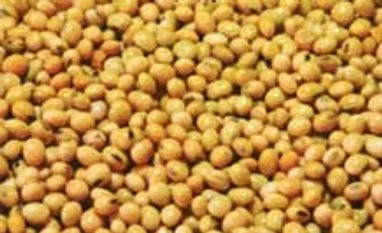 Soyabean soars almost 4% on global cues Soyabean soars almost 4% on global cues