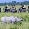 239 rhinos killed in Assam since 2001