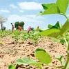 Guar gum farmers in no mood to reduce acreage despite lower prices