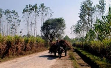 Poplars are sweeter than cane