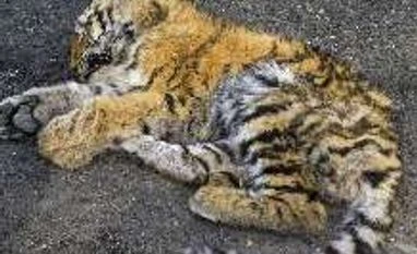 Shift tigers of Ranthambore reserve, demands BJP MP