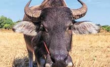 Buffalo meat now India's top agri export item