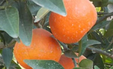 North increases area under kinnow as South set to peel it