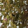 Delhi's bad relationship with trees