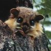 Class: Mammalia Indica
