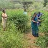 Women pick jasmine blossoms from the fields