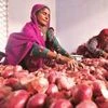 ACB orders probe into onion sale; Kejriwal govt cries foul