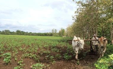 Back to the future in Vidarbha for cotton farmers