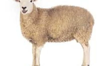 Cattle population declines 3%