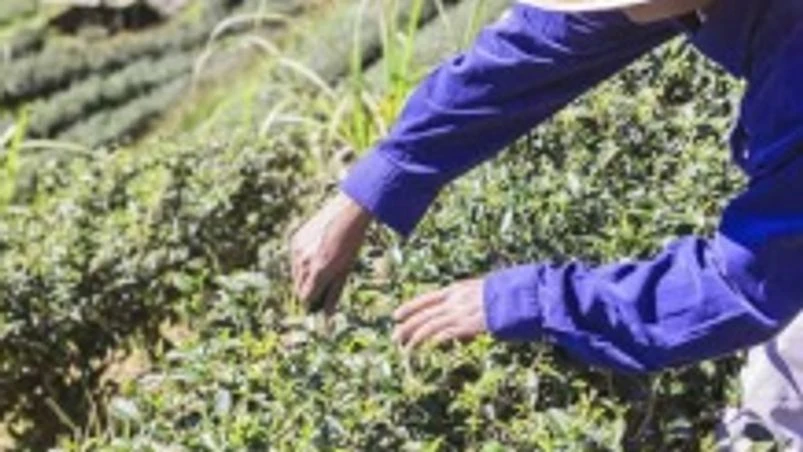 Israeli agrochemical firm Adama to expand operations in India Israeli agrochemical firm Adama to expand operations in India