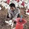 Rising fodder prices spell gloom for poultry sector