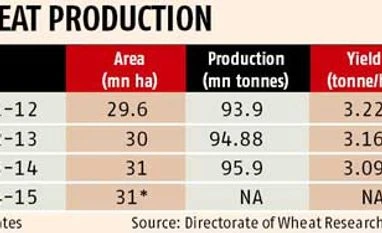 Cool weather, rain boost bumper wheat crop hopes