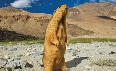 Into the wild with Valmik Thapar Wildlife 1