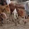 Cow vigilantism has spread across India