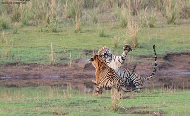 Online guide launched to help cities reduce light pollution on wildlife Tigers