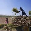 UP sugarcane area projected at 20 lakh hectares during FY17