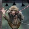 60% of world's non-human primates face extinction: study