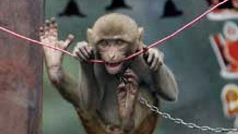 60% of world's non-human primates face extinction: study 60% of world's non-human primates face extinction: study