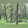 India among top 3 countries in most significant forest area gains: FAO India among top 3 countries in most significant forest area gains: FAO