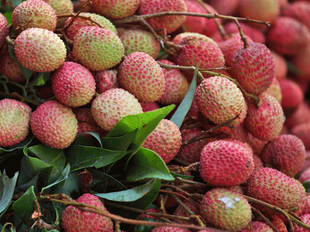 Lychee Lok Sabha elections: Bihar litchi faces the heat amid cargo curbs