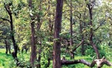 Nine states asked to immediately implement Forest Act