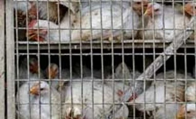 Chicken prices surge to record as heat wave kills millions of birds