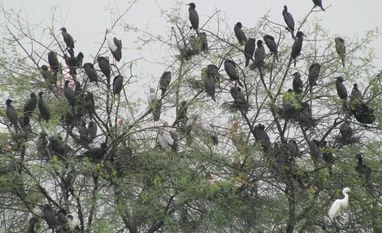 Delhi zoo shuts down amid bird flu scare Representative Image