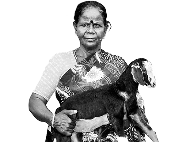 The enigmatic appeal of Jayalalithaa TN goat