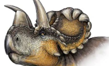 Dinosaurs were declining long before asteroid strike: study Wendiceratops