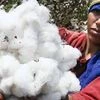 Cotton sowing in north to be significantly lower