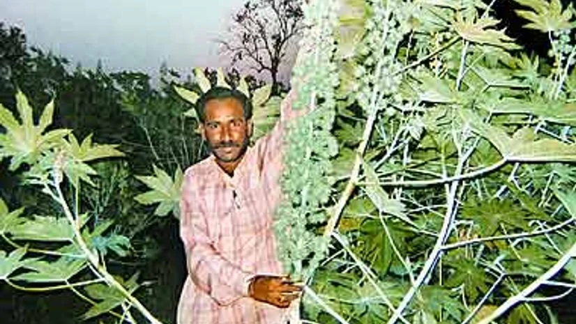 Sebi seeks report on suspended castor seeds futures from NCDEX Sebi seeks report on suspended castor seeds futures from NCDEX