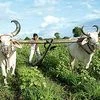 Crop failure pushes farmers to the brink