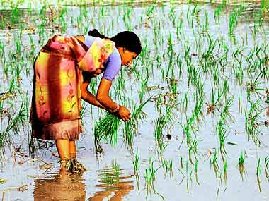 Govt’s paddy procurement up 9% at 306 lakh tonnes so far this year Govt’s paddy procurement up 9% at 306 lakh tonnes so far this year
