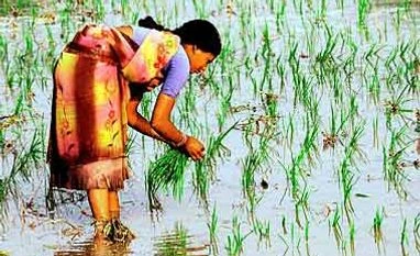 Tech content key to crop insurance scheme: Experts Tech content key to crop insurance scheme: Experts