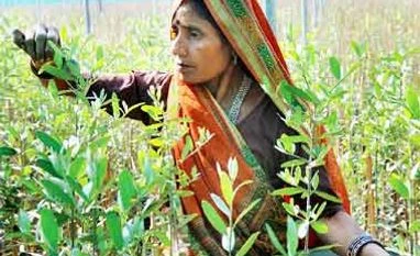 FDI in farm sector jumps to Rs 553 crore in April-February FY16 FDI in farm sector jumps to Rs 553 crore in April-February FY16