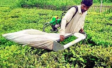 Tea-garden closures in Dooars could reduce output by 50 mn kg Tea-garden closures in Dooars could reduce output by 50 mn kg