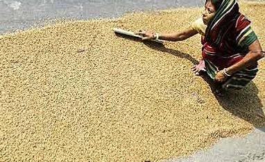 NCAER's wheat output estimate is lower than government's NCAER's wheat output estimate lower than government's