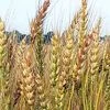 Wheat Blast at India's doorsteps, govt says no need to panic