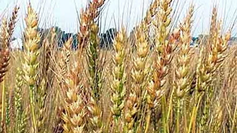 Cabinet nod for supply of 2kg extra subsidised foodgrains via ration shops Cabinet nod for supply of 2kg extra subsidised foodgrains via ration shops