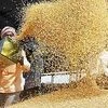 Rs 20,000-cr central dues cloud Punjab grain procurement